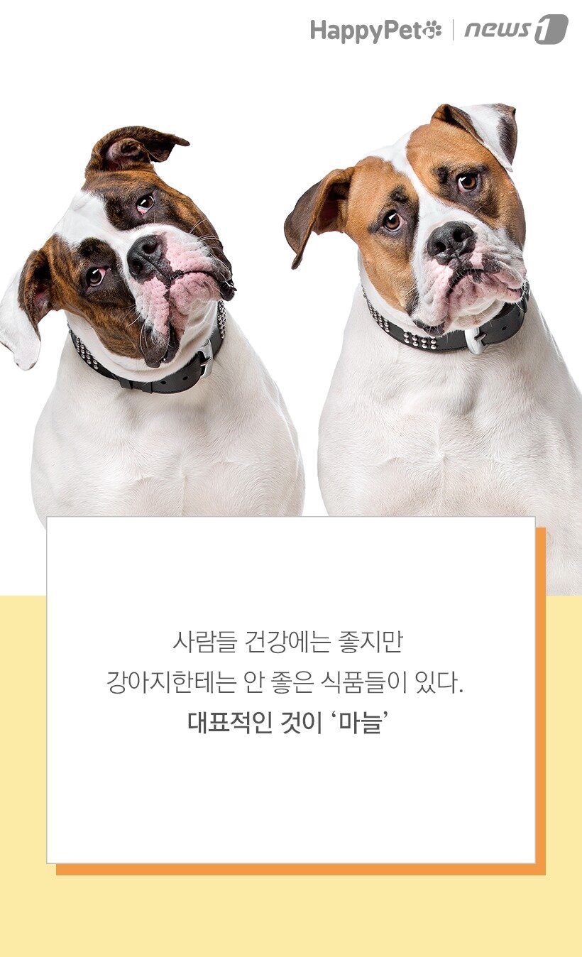 본문 이미지 -  