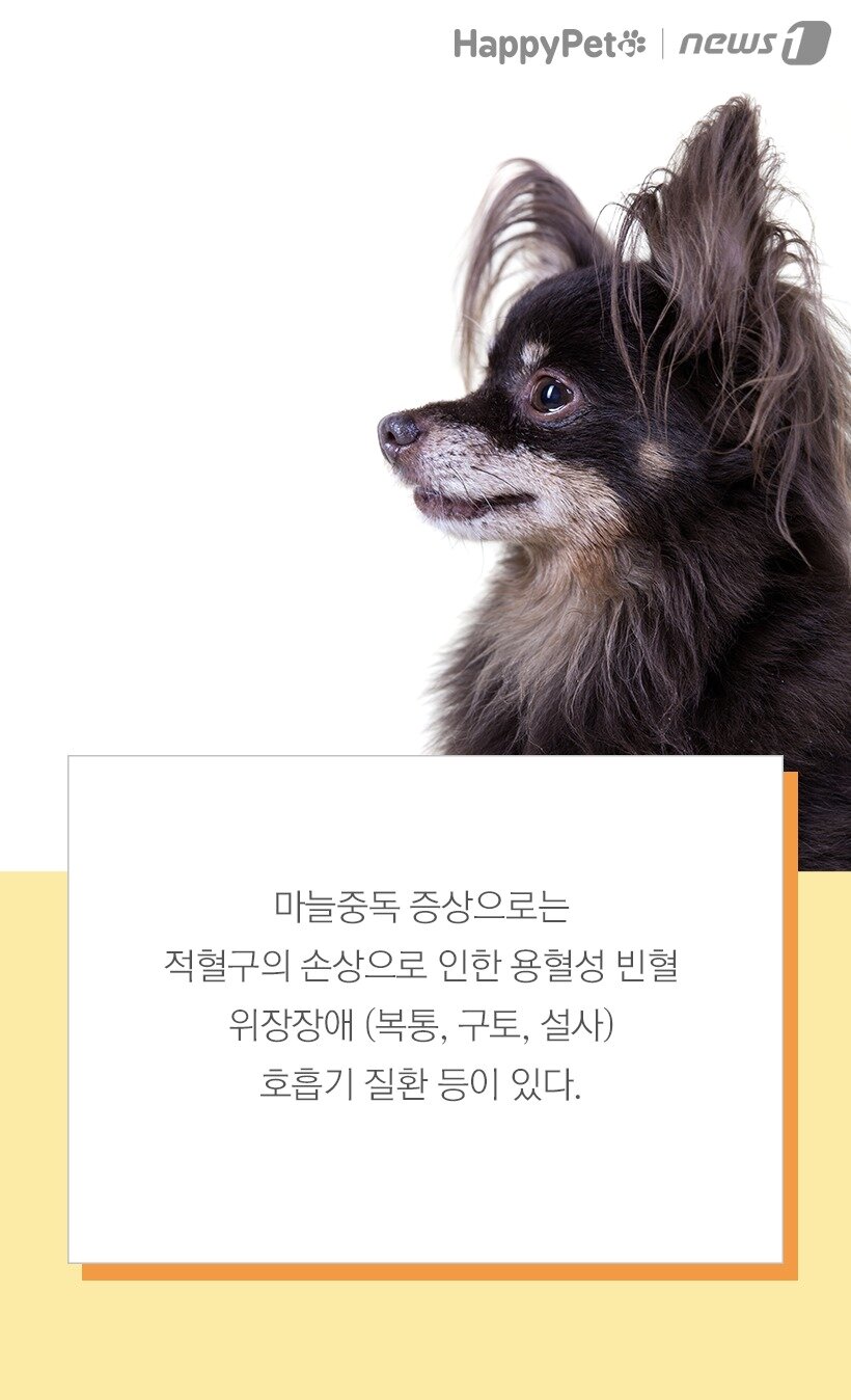 본문 이미지 -  