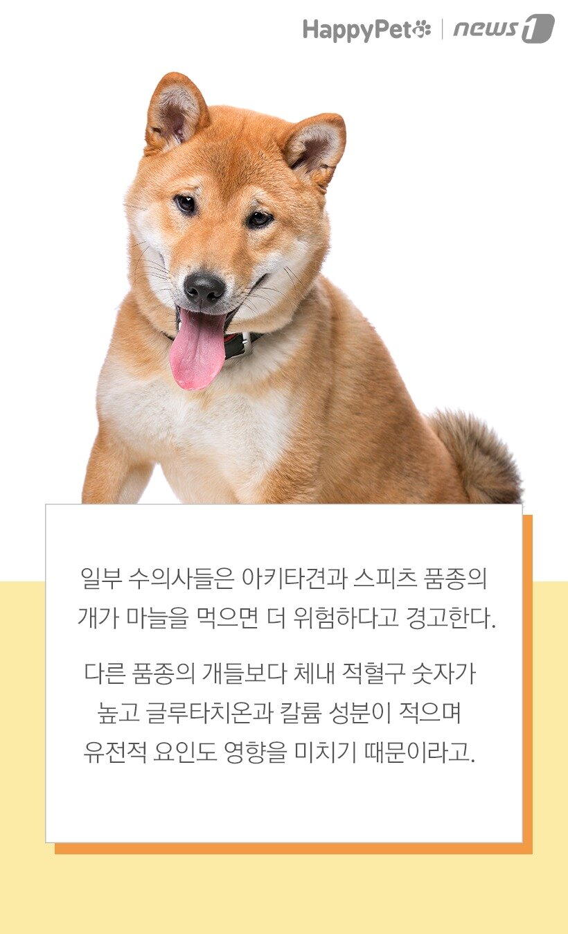 본문 이미지 -  