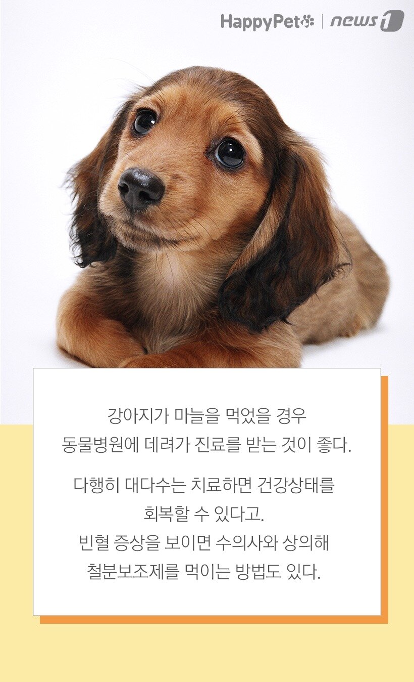 본문 이미지 -  