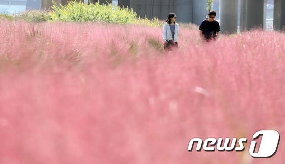  서울 구로구 구일역 인근 안양천 둔치에서 시민들이 핑크뮬리 꽃밭길을 걸으며 가을정취를 만끽하고 있다. © News1 김명섭 기자