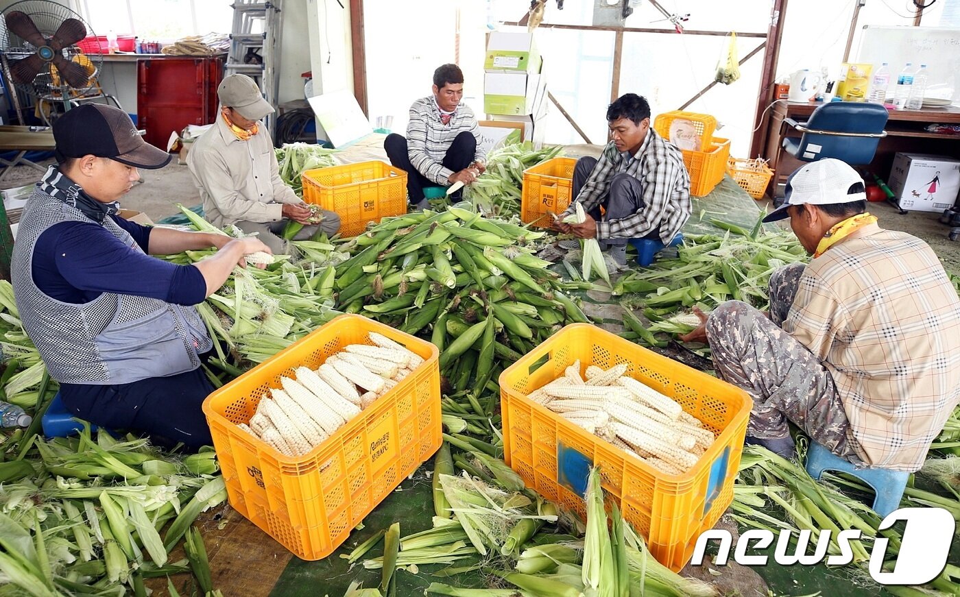 본문 이미지 - 외국인 계절근로자 모습ⓒ News1
