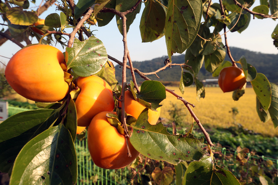 '감 따다 추락' 아파트 직원 중상…지시한 관리소장 무죄 이유는