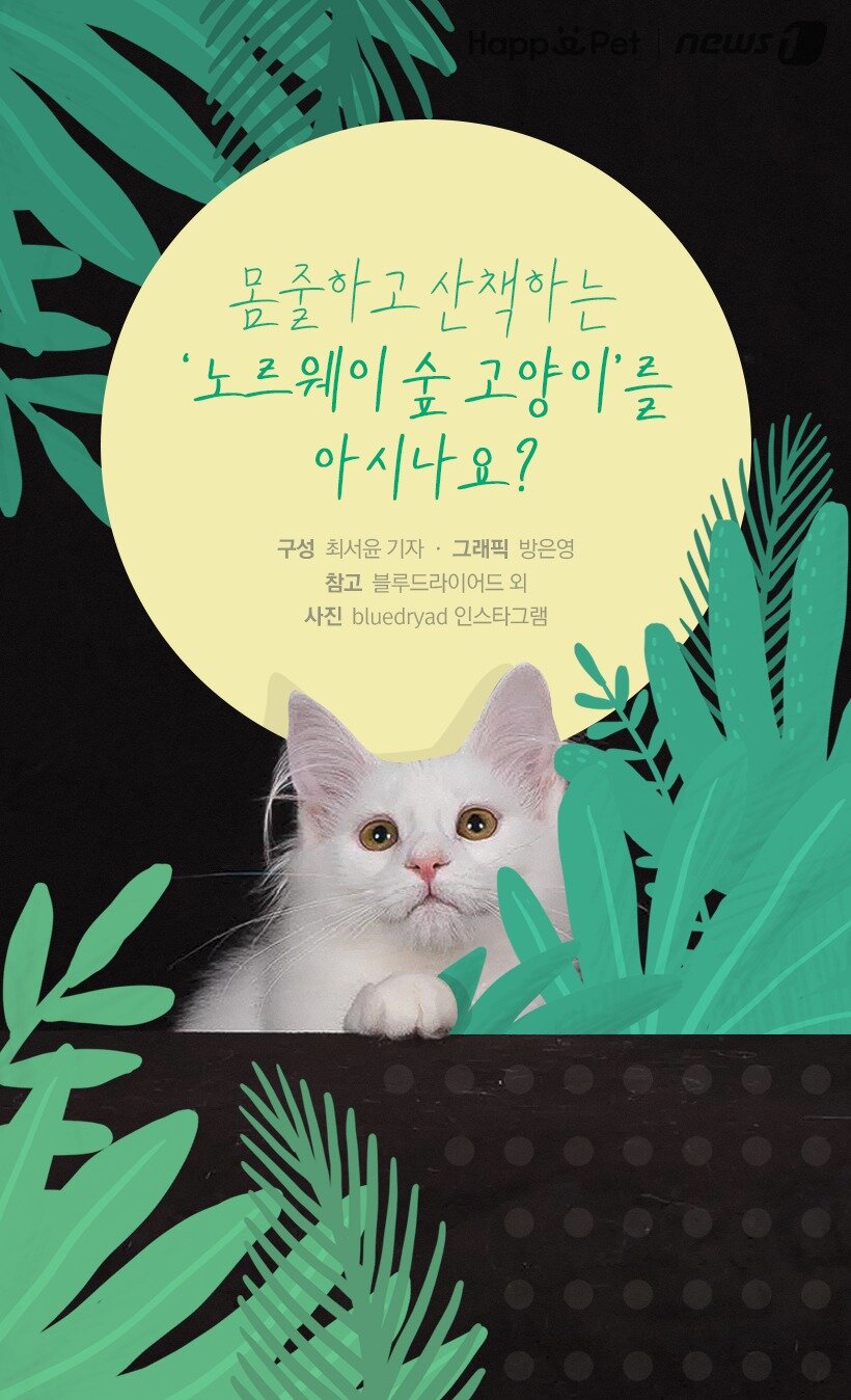 본문 이미지 - 참고 bluedryad(블루드라이어드) 외