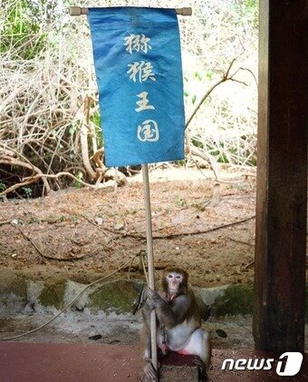 본문 이미지 - 관광객을 환영하는 깃발을 들고 있는 원숭이ⓒ News1 
