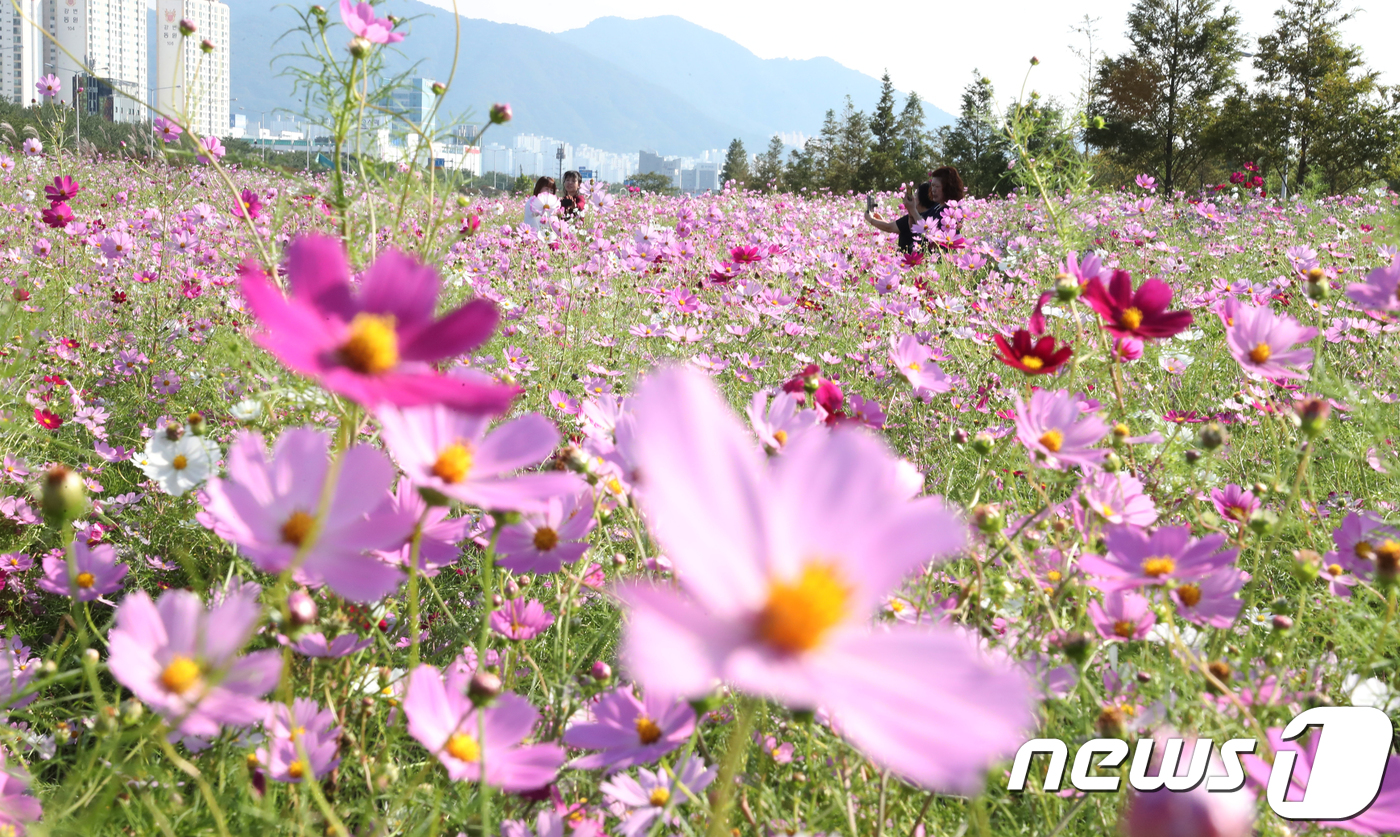 (부산=뉴스1) 여주연 기자 = 2일 부산 사상구 삼락생태공원를 찾은 시민들이 코스모스 밭을 걸으며 가을을 느끼고 있다. 2018.10.2/뉴스1