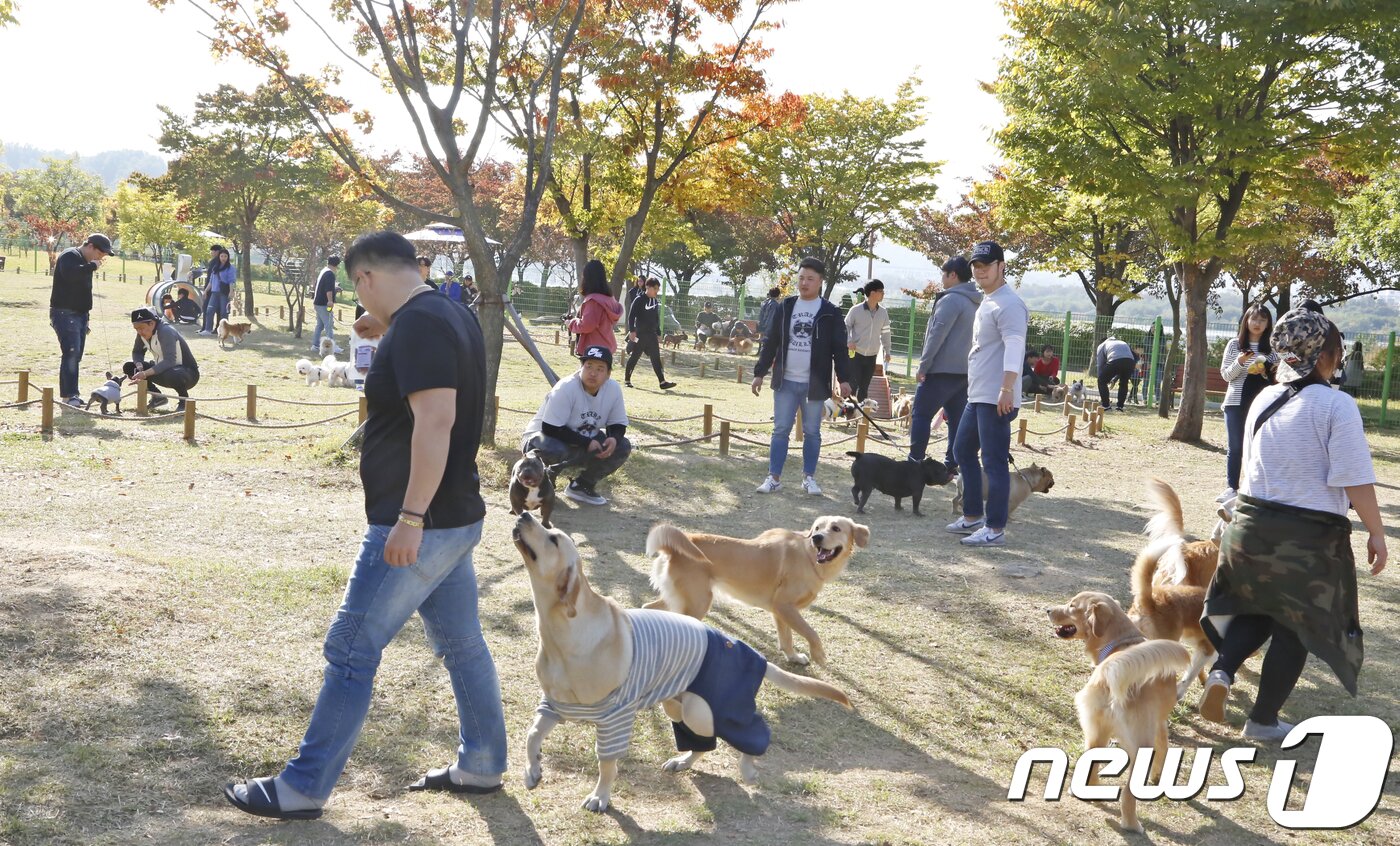 본문 이미지 - 21일 경북 구미시 동락공원 반려동물 놀이터서 열린 '제1회 구미 펫 페스티벌'에 참가한 반려인들이 반려견 놀이터에서 애완견의 목줄을 풀고 산책하고 있다.구미시는 지난달 동락공원에 2억원을 들여 4천300㎡ 공간에 경북도에서는 처음으로 반려견 놀이터를 조성해 반려견들이 목줄 없이 뛰놀 수 있도록 했다.2018.10.21/뉴스1 ⓒ News1 정우용 기자