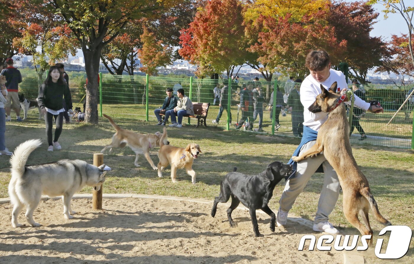 본문 이미지 - 21일 경북 구미시 동락공원 반려동물 놀이터서 열린 '제1회 구미 펫 페스티벌'에 참가한 반려인들이 반려견 놀이터에서 애완견의 목줄을 풀고 산책하고 있다.구미시는 지난달 동락공원에 2억원을 들여 4천300㎡ 공간에 경북도에서는 처음으로 반려견 놀이터를 조성해 반려견들이 목줄 없이 뛰놀 수 있도록 했다.2018.10.21/뉴스1 ⓒ News1 정우용 기자