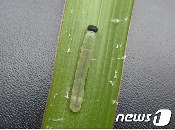 본문 이미지 - 은줄팔랑나비 유충.(국립생태원 제공) ⓒ News1