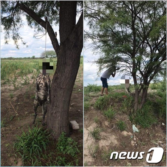 나무에 매달린 개를 발견하고 내려주려고 하는 남성의 모습이 포착됐다.(사진 페이스북 캡처)© News1