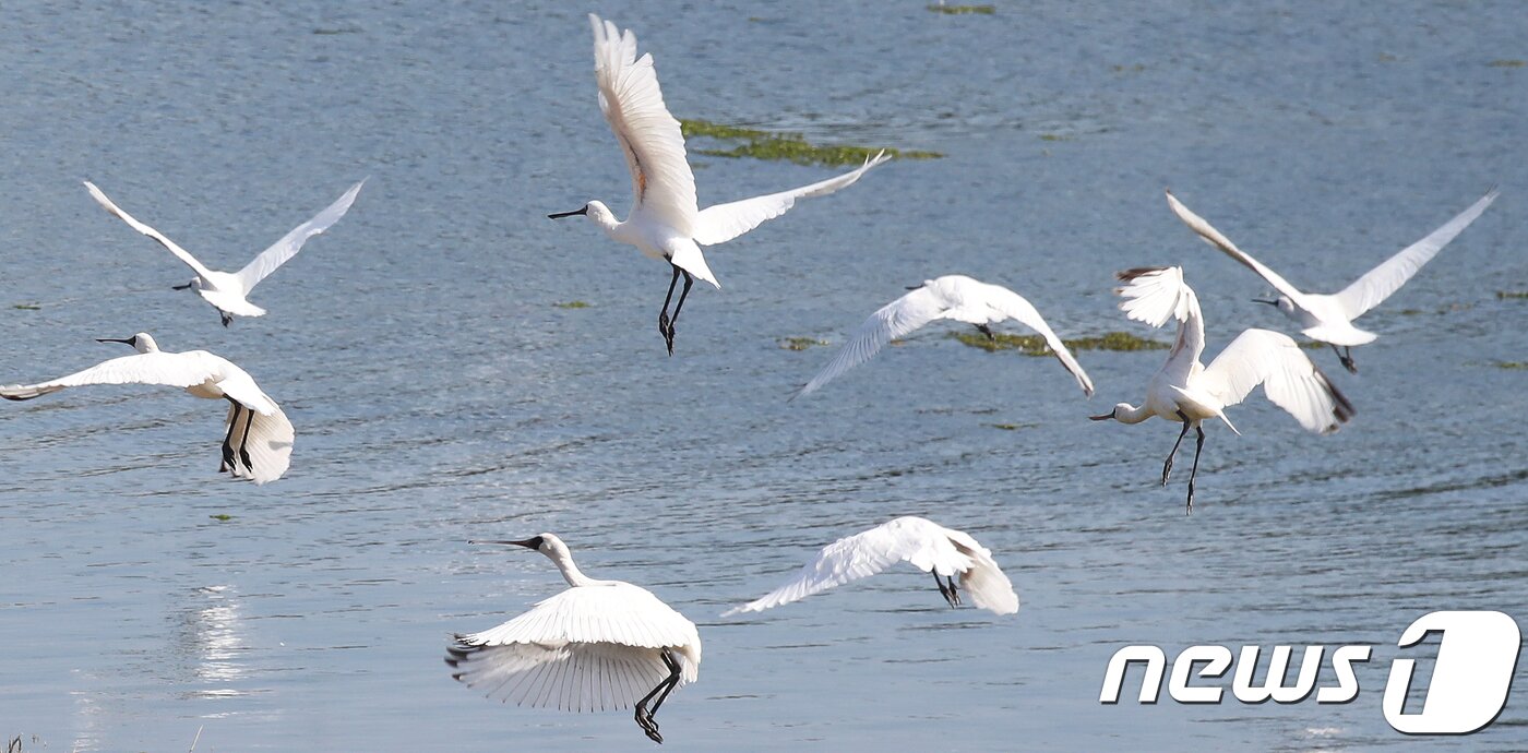 본문 이미지 - 제주도내 최대 철새도래지인 제주시 구좌읍 하도리 철새도래지에서 겨울을 나기 위해 제주를 찾은 저어새(천연기념물 제205호)들이 힘찬 날갯짓으로 날아 오르고 있다.2018.10.23/뉴스1 ⓒ News1