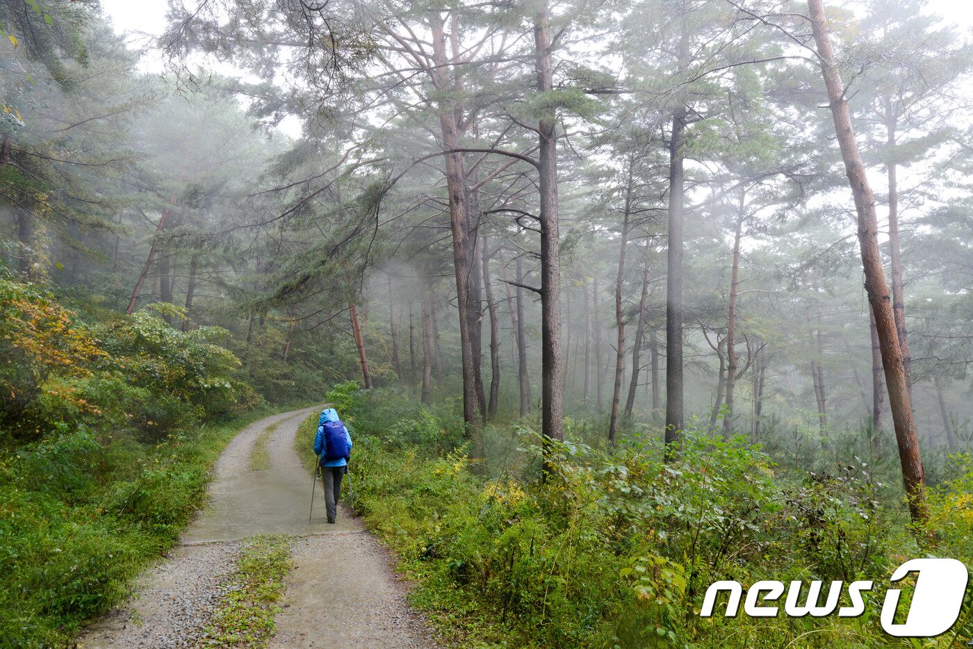본문 이미지 - 외씨버선길(한국관광공사 제공)/뉴스1 ⓒ News1