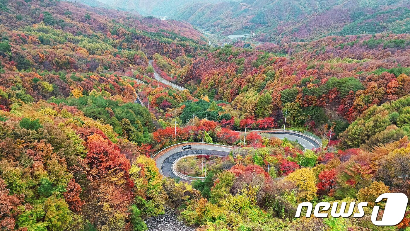 본문 이미지 - 29일 충북 영동군 상촌면 고자리와 용화면 조동리를 잇는 ‘도마령’(刀馬岺·해발 840m)이 늦가을의 아쉬움을 달래듯 만산홍엽(滿山紅葉)의 아름다움을 뽐내고 있다. ‘도마령’은 칼을 든 장수가 말을 타고 넘었다 해서 이름 지어진 24 굽이 고갯길이다.(영동군 제공).2018.10.29/뉴스1 ⓒ News1 김기준 기자