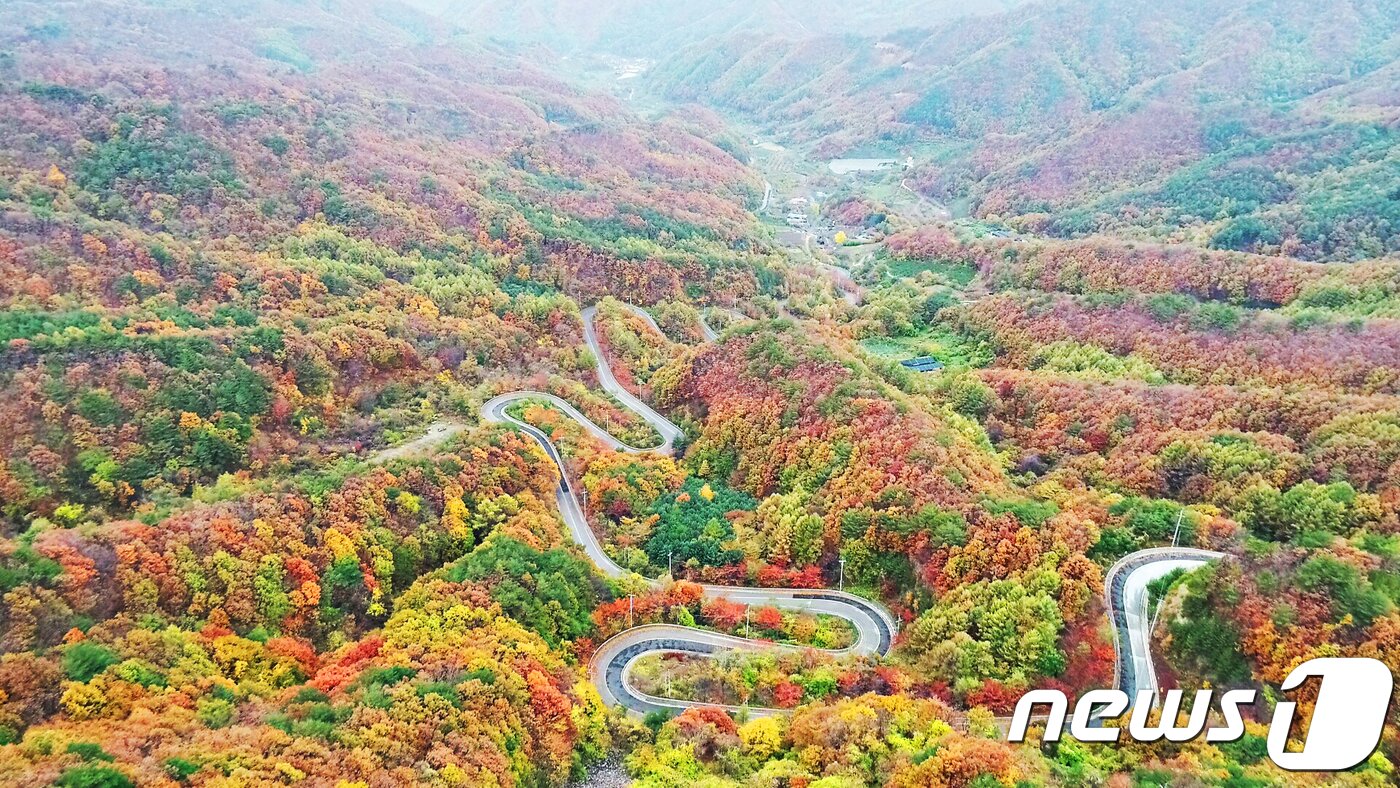 본문 이미지 - 29일 충북 영동군 상촌면 고자리와 용화면 조동리를 잇는 ‘도마령’(刀馬岺·해발 840m)이 늦가을의 아쉬움을 달래듯 만산홍엽(滿山紅葉)의 아름다움을 뽐내고 있다. ‘도마령’은 칼을 든 장수가 말을 타고 넘었다 해서 이름 지어진 24 굽이 고갯길이다.(영동군 제공).2018.10.29/뉴스1 ⓒ News1 김기준 기자