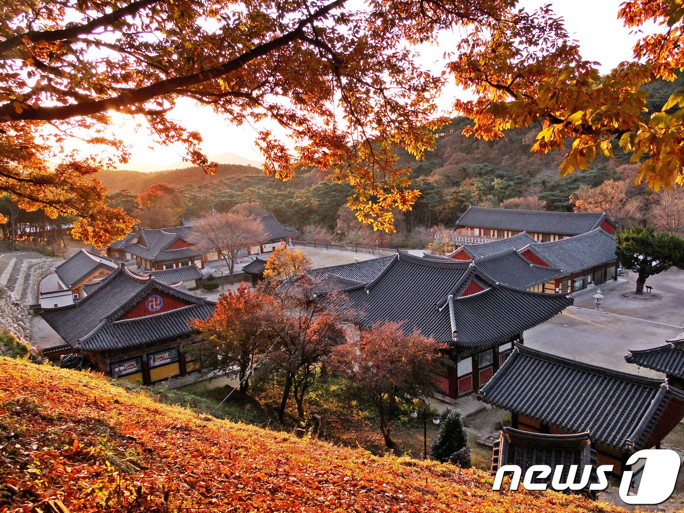 본문 이미지 - 29일 경북 영천시 청통면 조계종 제10교구 본사 은해사 단풍이 절정을 이루고 있다.(영천시제공)2018.10.29/뉴스1 ⓒ News1 정우용 기자