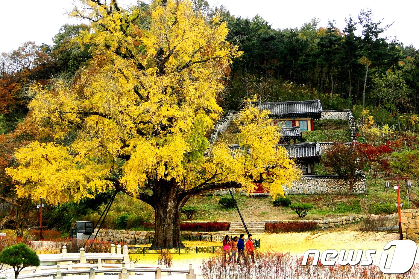 본문 이미지 - 29일 경북 영천시 임고면 포은 정몽주를 기리는 임고서원을 500년 넘게 지키고 있는 은행나무에 가을이 물들어 있다.(영천시제공)2018.10.29/뉴스1 ⓒ News1 정우용 기자