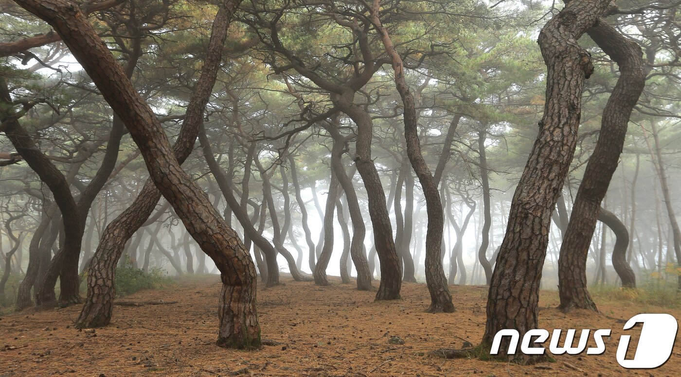 본문 이미지 - 29일 경북 영천시 자양면 성곡리 영일 정씨 고택입구 우거진 소나무와 가을 아침 안개가 멋진 비경을 연출하고 있다.(영천시제공)2018.10.29/뉴스1 ⓒ News1 정우용 기자