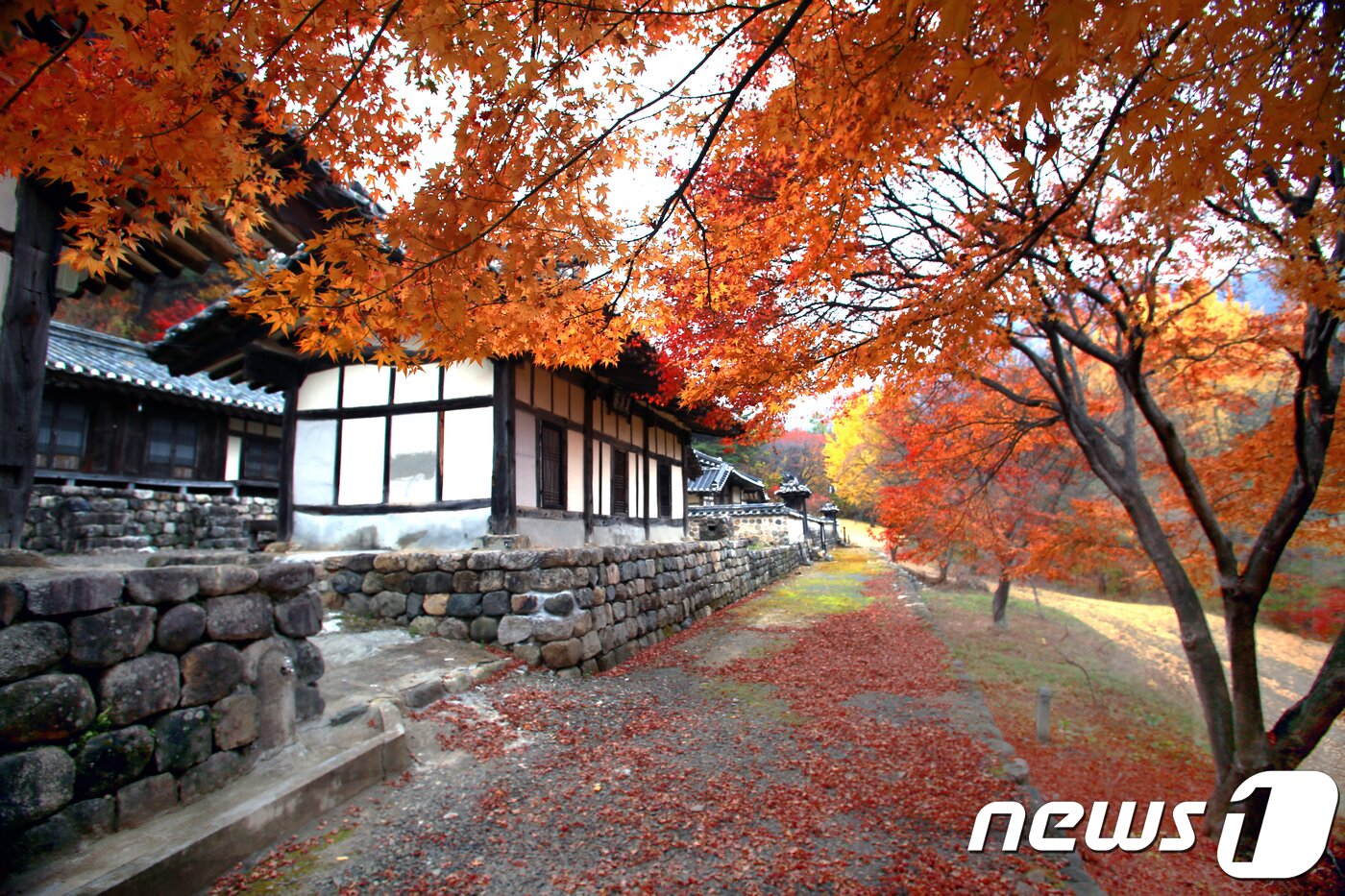 본문 이미지 - 29일 경북 영천시 자양면 하천재에 단풍이 절정을 이루고 있다.연(영천시제공)2018.10.29/뉴스1 ⓒ News1 정우용 기자