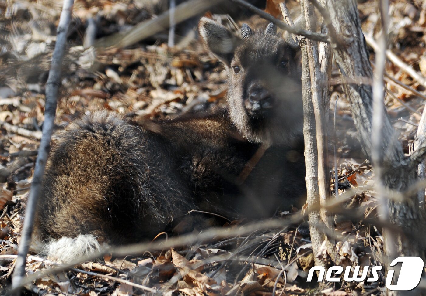 본문 이미지 - 강원 양구 방산면 천미리 일대 야산에서 발견된 멸종위기 야생생물Ⅰ급인 산양.(자료사진)/뉴스1 DB