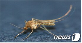 본문 이미지 - 일본뇌염 매개 모기인작은빨간집모기&#40;Culex tritaeniorhynchus&#41;’ ⓒ News1 진현권 기자