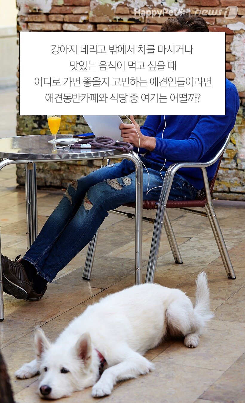본문 이미지 -  애견동반카페, 애견동반식당