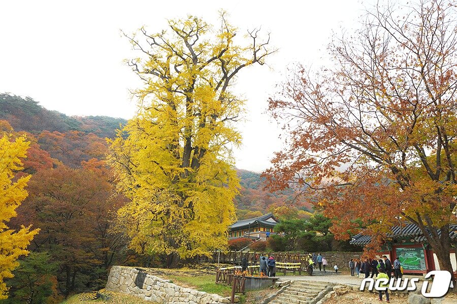 본문 이미지 - 양평 용문사(사진제공=경기관광공사)/ⓒ News1