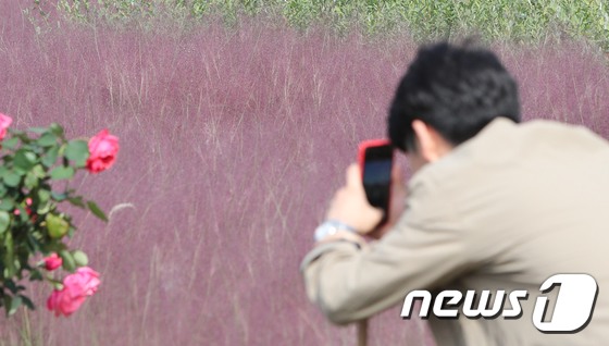 서울 잠원한강공원 그라스정원에 분홍빛 핑크뮬리가 활짝 피어 가을 정취를 자아내고 있다. © News1 허경 기자