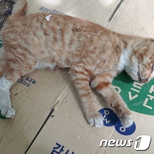 마트로마트로 이미지