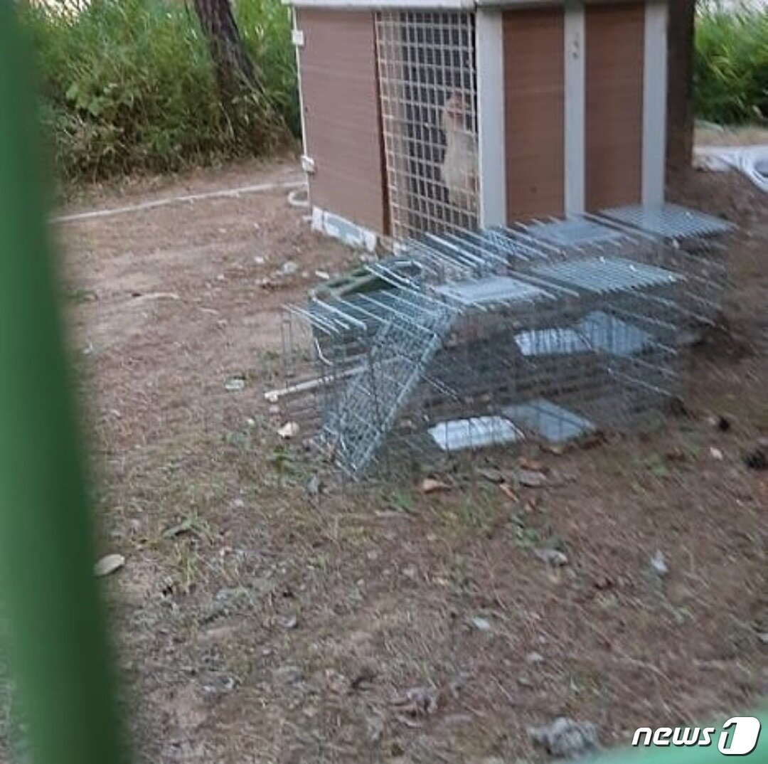 본문 이미지 - 길고양이를 잡기 위해 설치한 포획틀.(사진 부천시동물보호명예감시원 정진우씨 제공)ⓒ News1