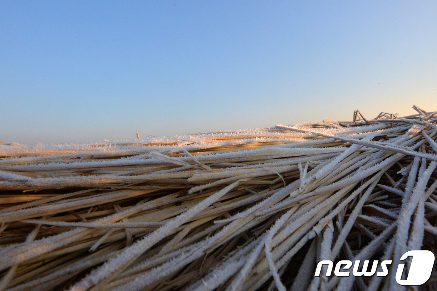 (포항=뉴스1) 최창호 기자 = 1일 추수가 끝난 경북 포항시 북구 흥해읍 논에 새벽 서리가 내려 앉아 있다.2018.11.1/뉴스1