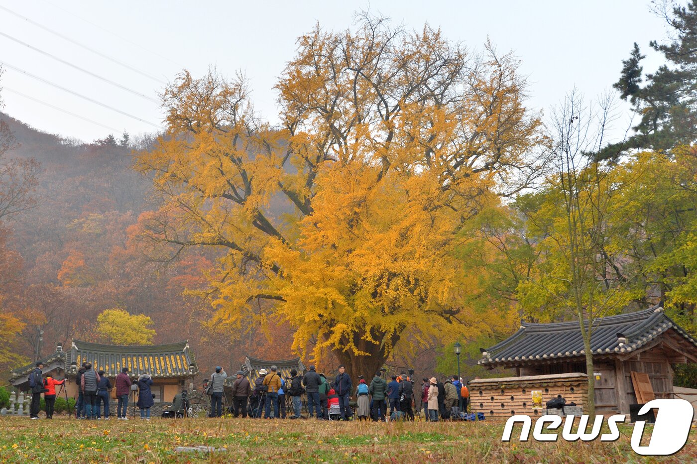 본문 이미지 - 10일 오전 경북 경주시 강동면 운곡서원을 찾은 사진작가들과 관광객들이 노란색으로 물든 은행나무를 촬영하고 있다.2018.11.10/뉴스1 ⓒ News1 최창호 기자