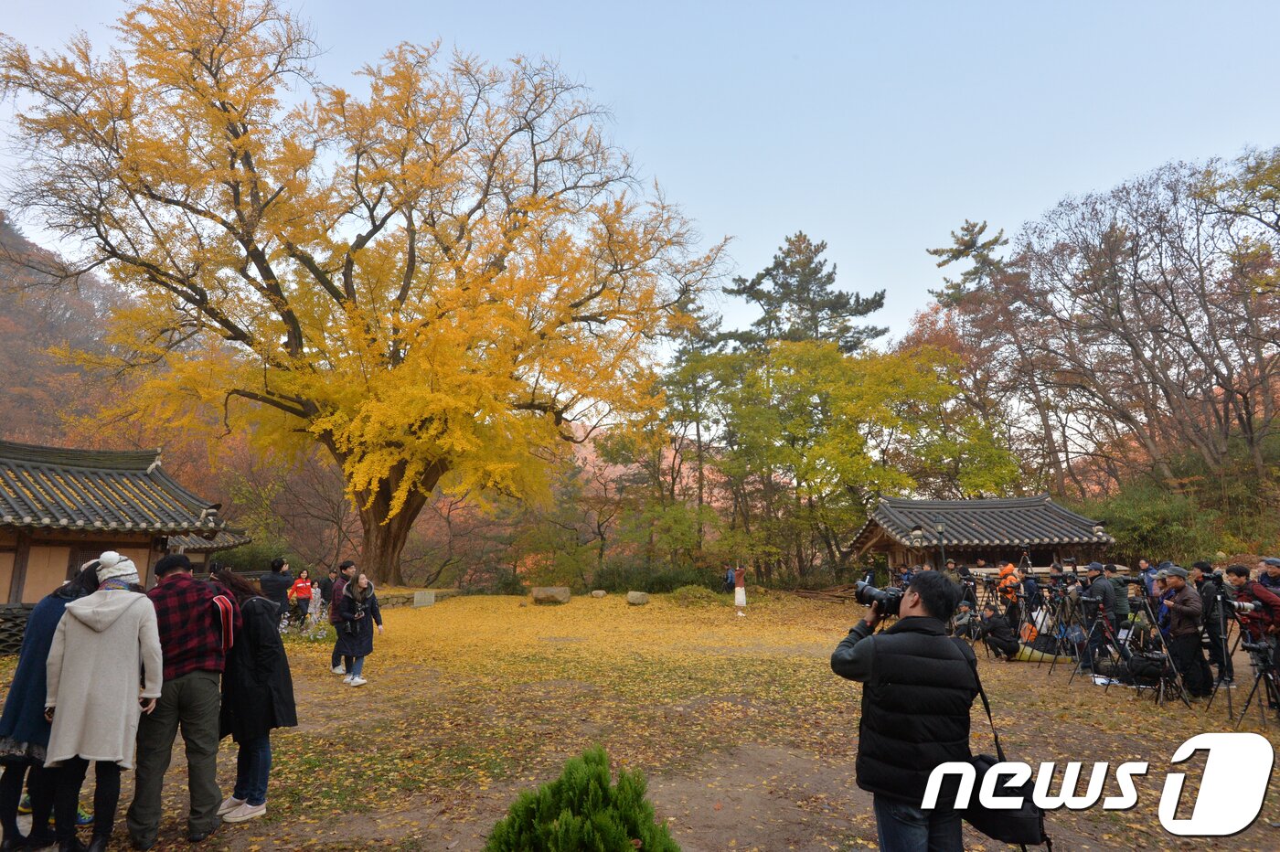 본문 이미지 - 10일 오전 경북 경주시 강동면 운곡서원에서 사진작가들이  노란색 옷으로 갈아입은 은행나무를 촬영하고 있다.2018.11.10/뉴스1 ⓒ News1 최창호 기자