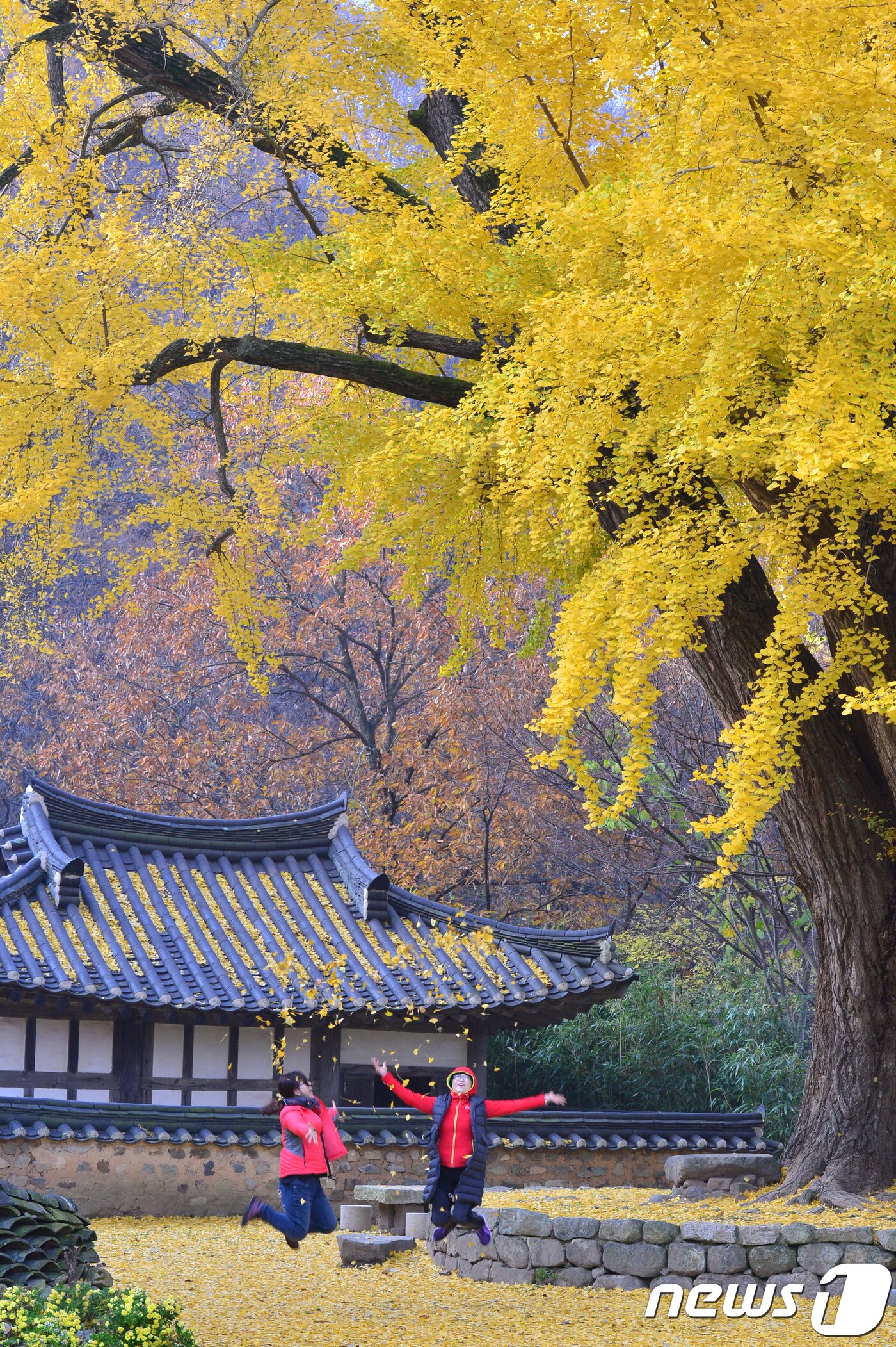 본문 이미지 - 10일 오전 경북 경주시 강동면 운곡서원을 찾은 관광객들이 노란색으로 물든 은행나무 아레에서 추억을 만들고 있다.2018.11.10/뉴스1 ⓒ News1 최창호 기자