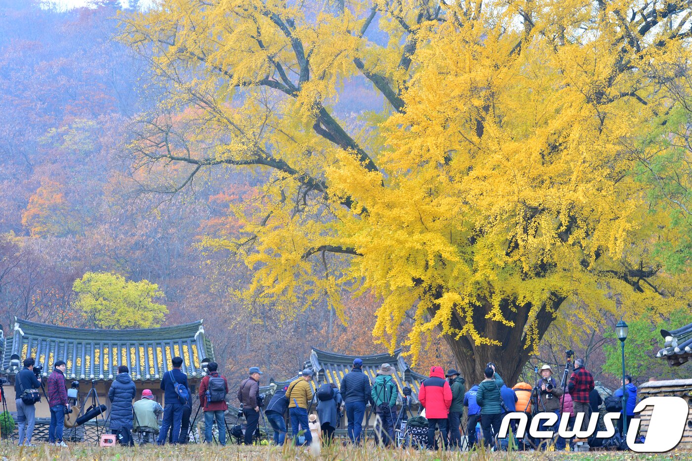 본문 이미지 - 10일 오전 경북 경주시 강동면 운곡서원을 찾은 사진작가들과 아침 햇살에 반짝이는 은행나무를 촬영하고 있다.2018.11.10/뉴스1 ⓒ News1 최창호 기자