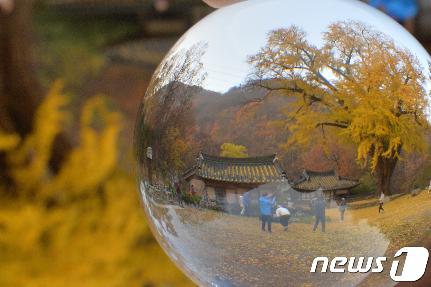 본문 이미지 - 10일 오전 경북 경주시 강동면 운곡서원 은행나무 촬영을 온 사진작가가 유리 구슬을 이용해 촬영하고 있다.2018.11.10/뉴스1.ⓒ News1 최창호 기자