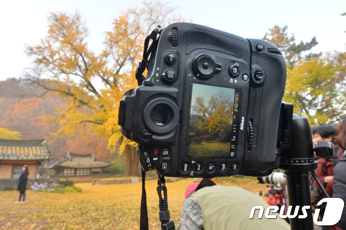 본문 이미지 - 10일 오전 경북 경주시 강동면 운곡서원에서 사진작가들이 은행나무를 촬영하고 있다.2018.11.10/뉴스1ⓒ News1 최창호 기자