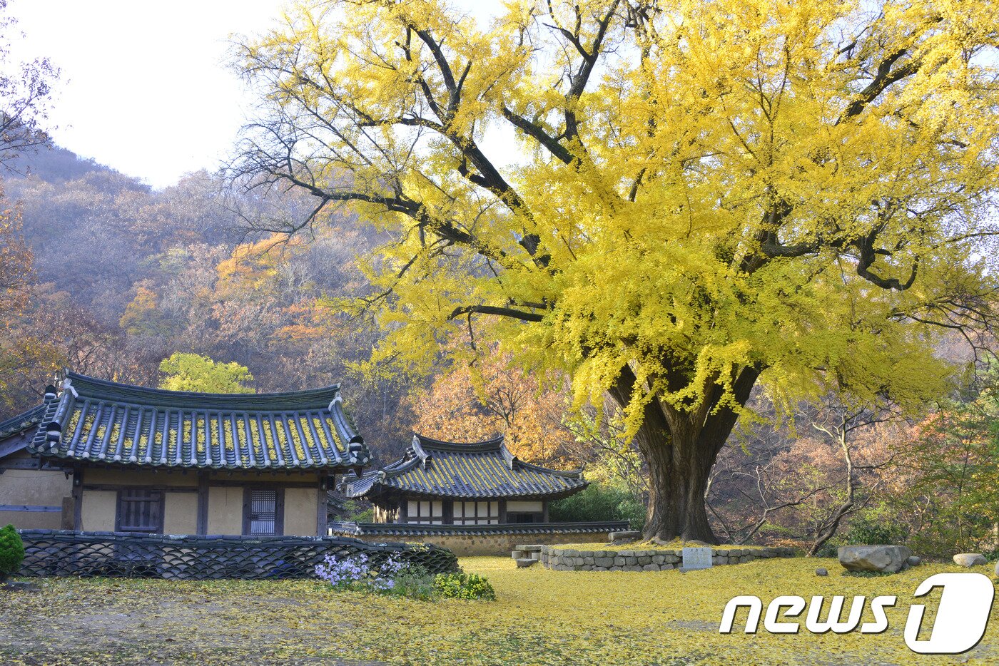 본문 이미지 - 10일 국내 은행나무 촬영지로 손꼽히는 경북 경주시 강동면 운곡서원 은행나무에 아침 햇살이 쓰며 들고 있다.2018.11.10/뉴스1ⓒ News1 최창호 기자