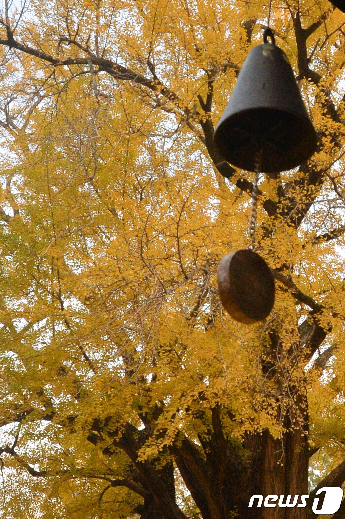 본문 이미지 - 0일 오전 경북 경주시 강동면 운곡서원 처마 밑에 달려있는 풍경이 노란색으로 물들고 있다..2018.11.10/뉴스1ⓒ News1최창호 기자