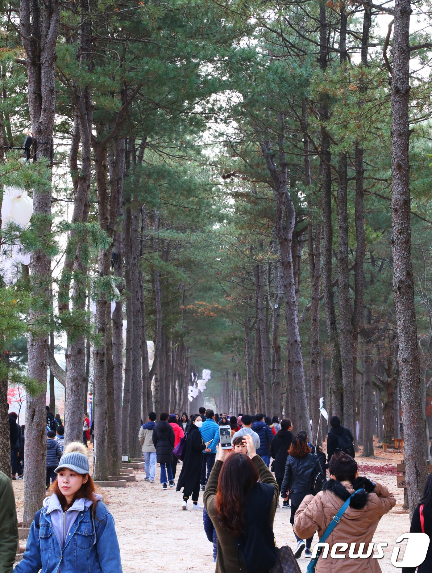 본문 이미지 - 10일 강원 춘천시 남이섬 중앙잣나무길에 관광객들이 붐비고 있다. ⓒ News1 이찬우 기자