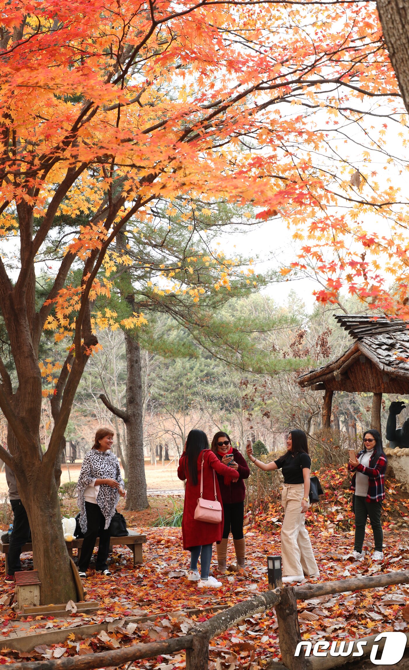 본문 이미지 - 10일 강원 춘천시 남이섬에서 외국인 관광객들이 단풍놀이를 즐기고 있다. ⓒ News1 이찬우 기자