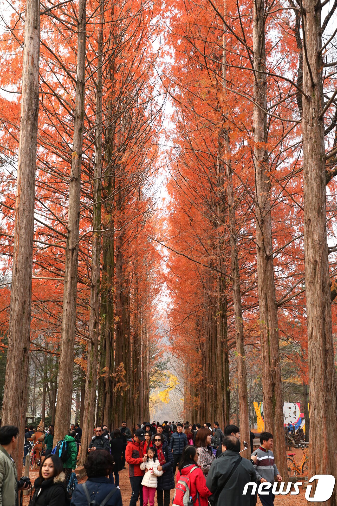 본문 이미지 - 10일 강원 춘천시 남이섬 메타쉐쿼이아길에서 관광객들이 붉게 물든 메타쉐쿼이아를 보며 가을을 만끽하고 있다.2018.11.10/뉴스1 ⓒ News1 이찬우 기자
