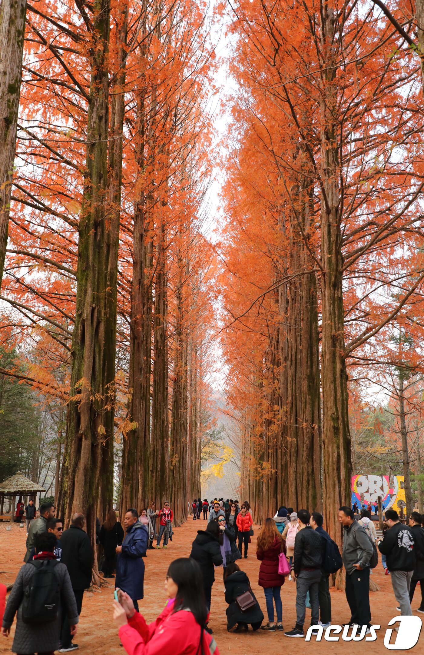 본문 이미지 - 10일 강원 춘천시 남이섬 메타쉐쿼이아길에서 관광객들이 붉게 물든 메타쉐쿼이아를 보며 가을을 만끽하고 있다.2018.11.10/뉴스1 ⓒ News1 이찬우 기자