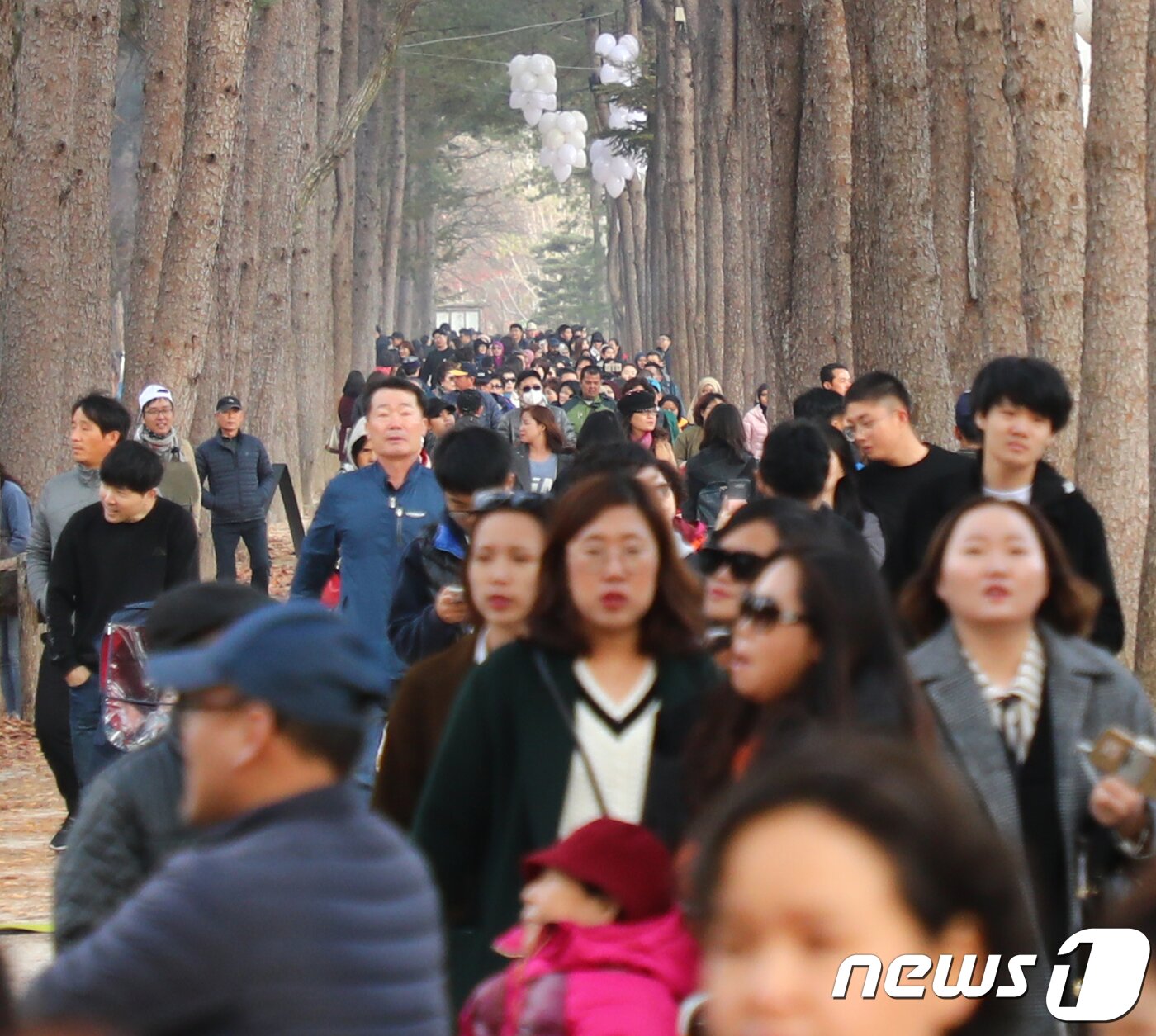 본문 이미지 - 10일 강원 춘천시 남이섬 중앙잣나무숲길에 남이섬의 가을을 만끽하려는 관광객들의 발길이 이어지고 있다.2018.11.10/뉴스1 ⓒ News1 이찬우 기자