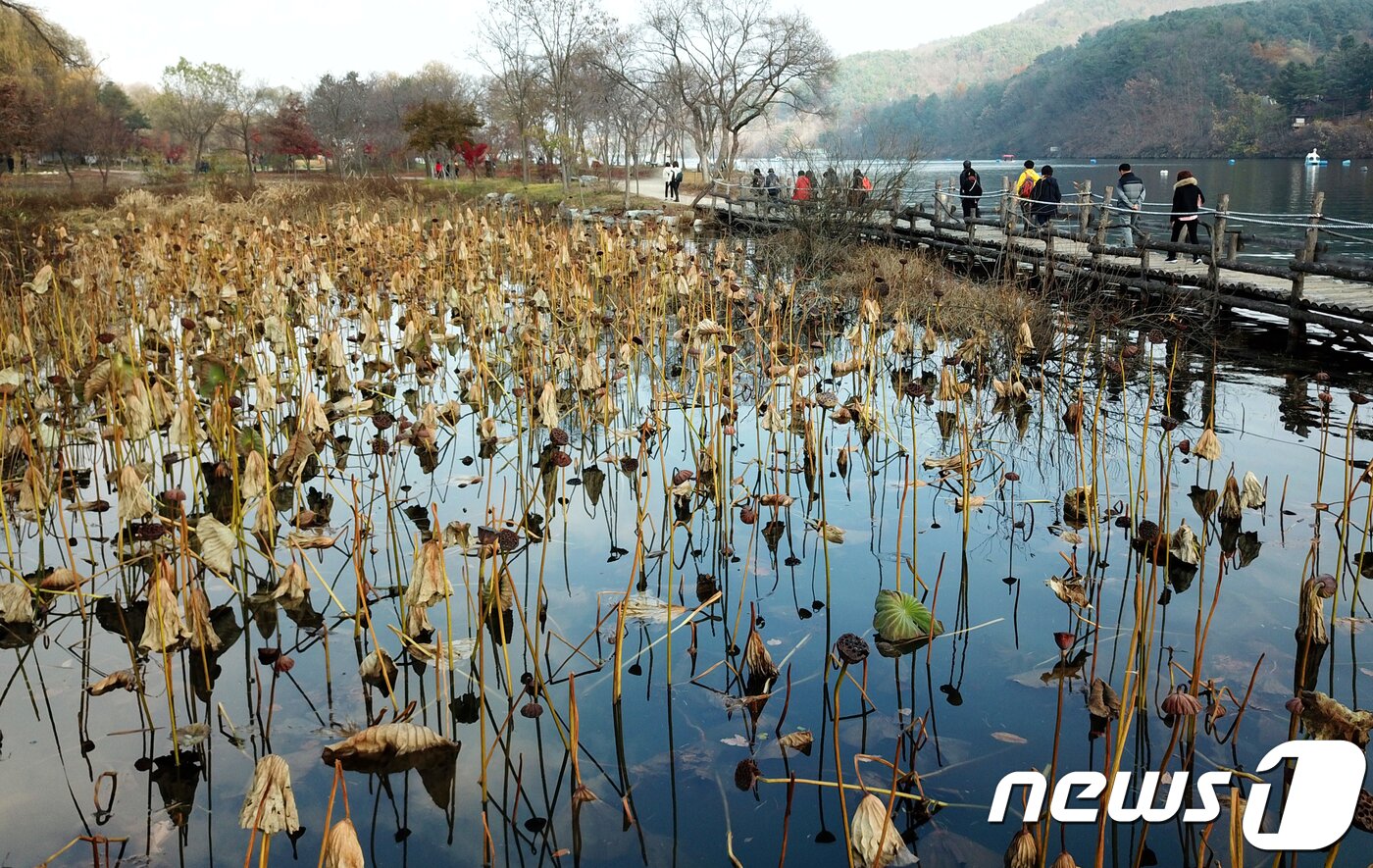 본문 이미지 - 10일 강원 춘천시 남이섬 헛다리길 인근 습지에 연들이 잎을 떨구며 겨울을 준비하고 있다.2018.11.10/뉴스1 ⓒ News1 이찬우 기자