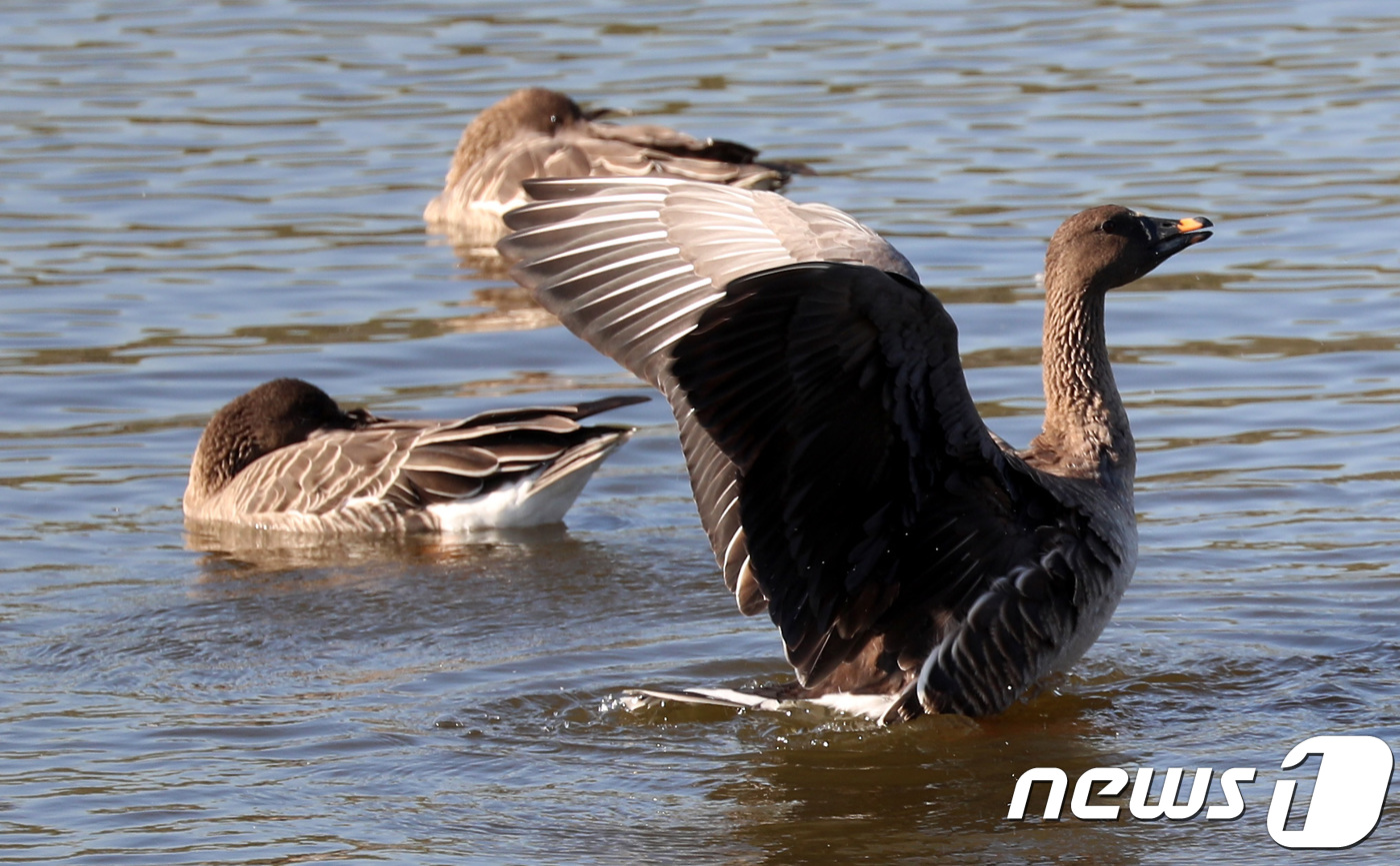(수원=뉴스1) 오장환 기자 = 12일 오전 경기도 수원시 팔달구 서호공원을 찾은 큰기러기가 옹기종기 모여 따스한 햇살을 받으며 휴식을 취하고 있다. 2018.11.12/뉴스1