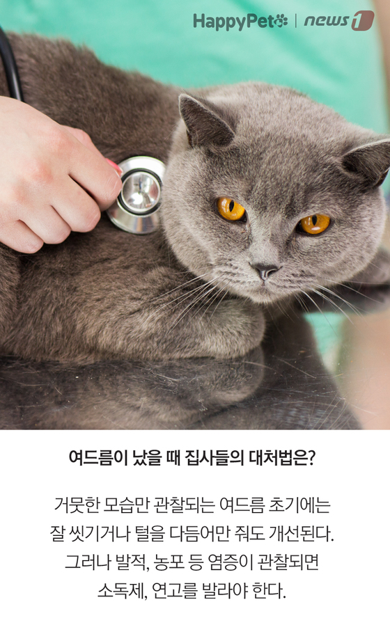 펫카드] 고양이 턱에 까만 점이…'턱드름' 어떻게 할까