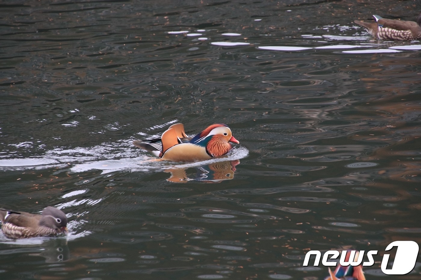 (서울=뉴스1) = 15일 경기도 광주시 화담숲 원앙연못에 털갈이를 마친 원앙이 헤엄치고 있다. (곤지암리조트/화담숲 제공) 2018.11.15/뉴스1