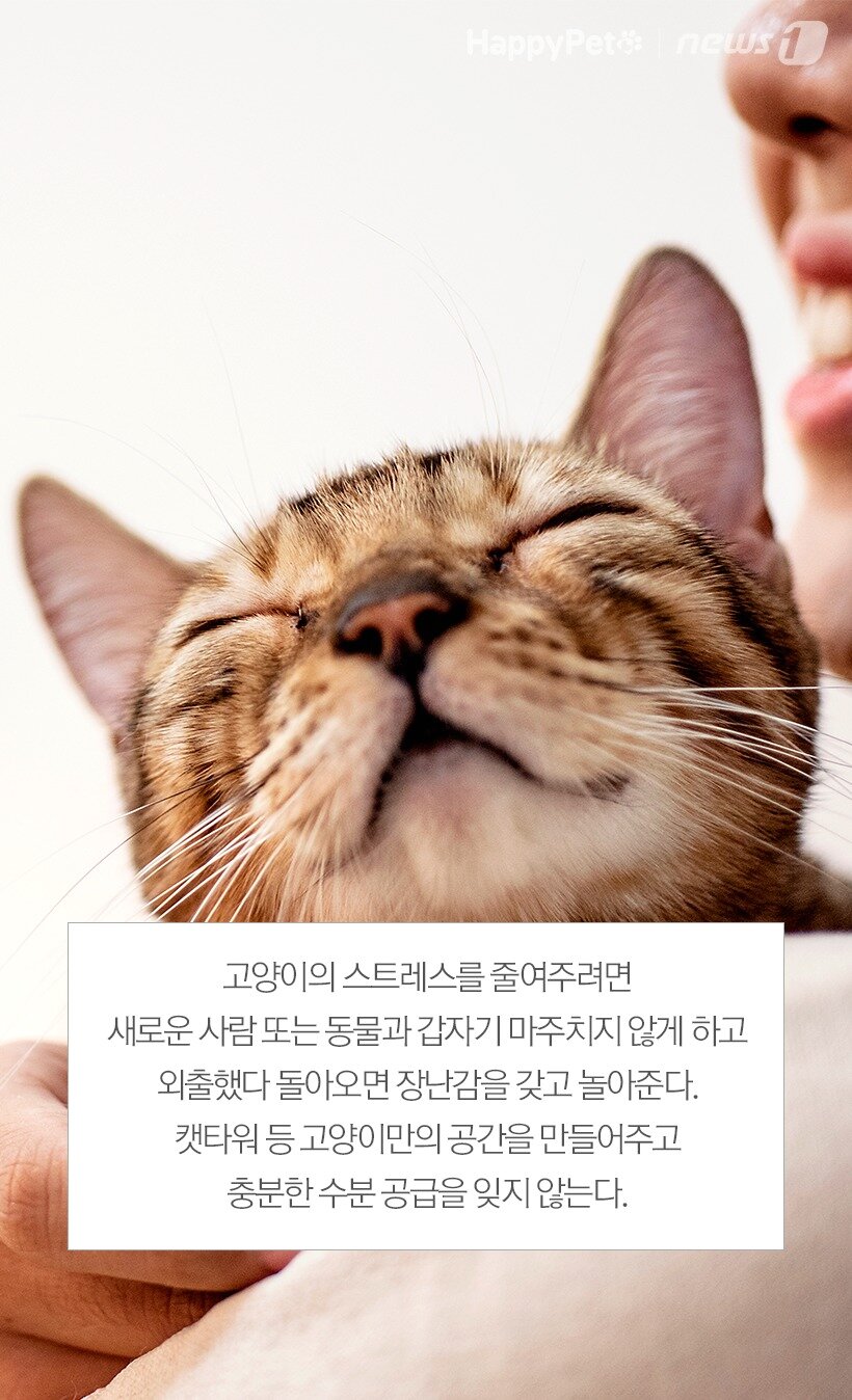 본문 이미지 - 참고 태능고양이동물전문병원 외.