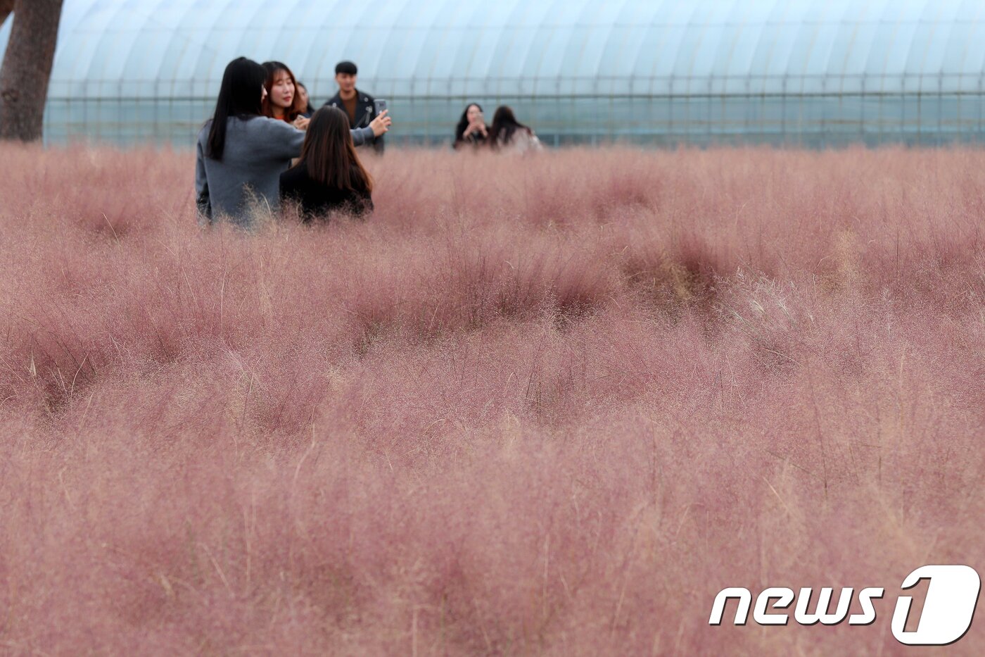 본문 이미지 - 강원도 강릉시 사천면 일원 경포대 허브관광농원을 찾은 관광객들이 만개한 핑크 뮬리 그라스 사이에서 사진을 찍으며 추억을 남기고 있다. ⓒ News1 서근영 기자