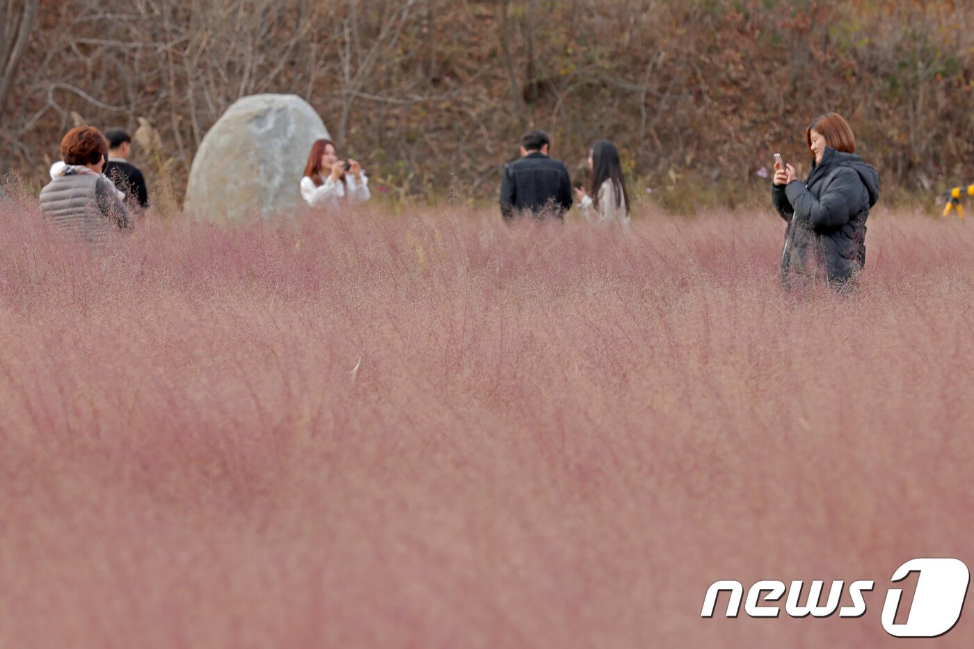 본문 이미지 - 17일 강원도 강릉시 사천면 일원 경포대 허브관광농원을 찾은 관광객들이 만개한 핑크 뮬리 그라스 사이에서 사진을 찍으며 추억을 남기고 있다. 2018.11.17/뉴스1 ⓒ News1 서근영 기자